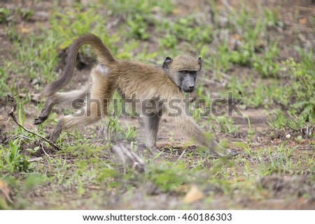 Baboon forage for food in the early morning sunshine