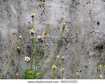 shallow DoF closeup of wild daisy flowers, green grass leaves with light green white wild flowers, grass flowers, near a grey dirty concrete wall as picture background