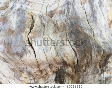 Old Wood texture,Bark texture for the background or text.