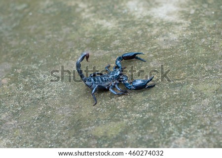 Asian black scorpion concrete floor background