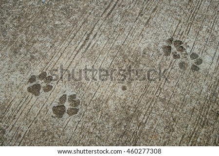 The Dog's Footprint on Cement Concrete Floor Background.