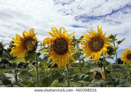 Yellow sunflowers