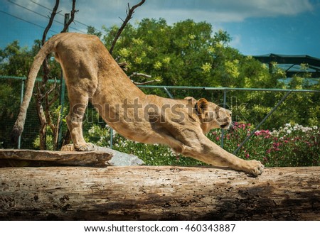 Picture of a beautiful lioness stretching after a nap