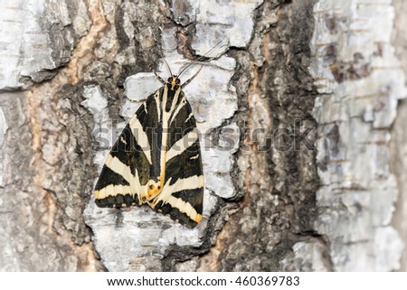 tiger-moth Euplagia kuadripunstarya in the birch tree forest in summer day natural background