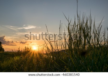 grass silhouette in sunset mood