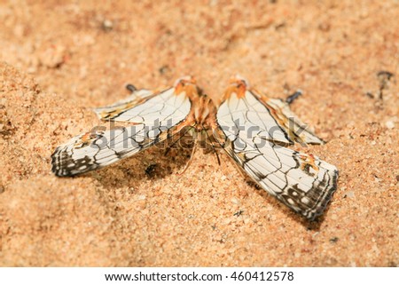 Nymphalidae is the largest family of butterflies with about 6,000 species distributed throughout most of the world. These are usually medium-sized to large butterflies.