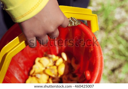 summer picture. child hand holding a basket with mushrooms and butterfly sitting on it