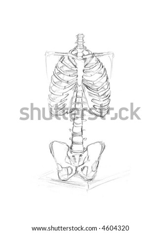 bones of upper limb, thoracic bones