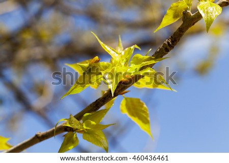  photographed close-up of young green leaves on a linden tree in the spring time of the year, the month of April, a small depth of field