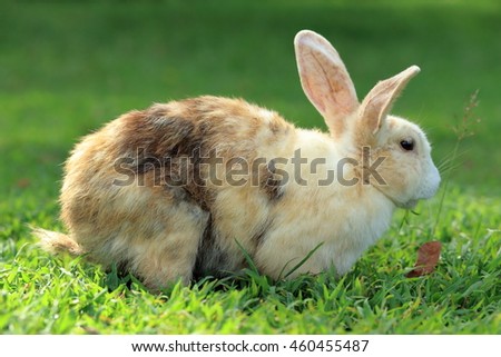 A pretty rabbit on grass.