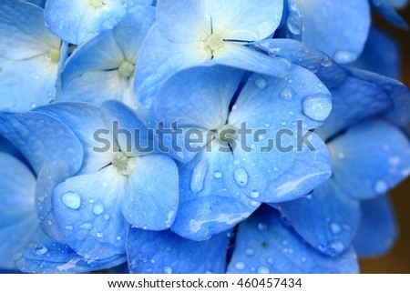 Close-up picture of a beautiful full blooming hydrangea macrophylla flower with clear rain drops.