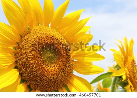 Close-up picture of a bee gathering honey on a full blooming sunflower (Helianthus).
