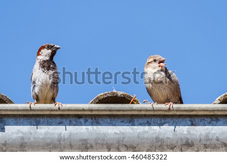 Pair of Sparrows. Passer domesticus. Male and female.