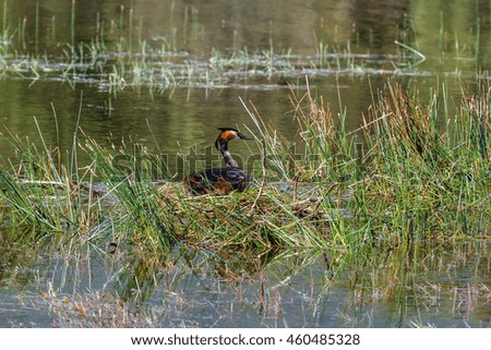 Great Crested Grebe on the nest. Podiceps cristatus.
