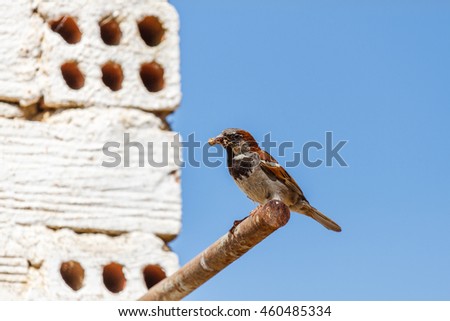 Sparrow, male. Passer domesticus.