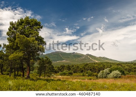 Pine forest of Tabuyo del Monte and Montes de Leon.