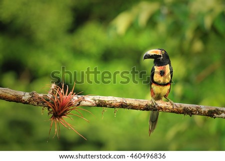 Collared Aracari (Pteroglossus torquatus) shot in Costa Rica