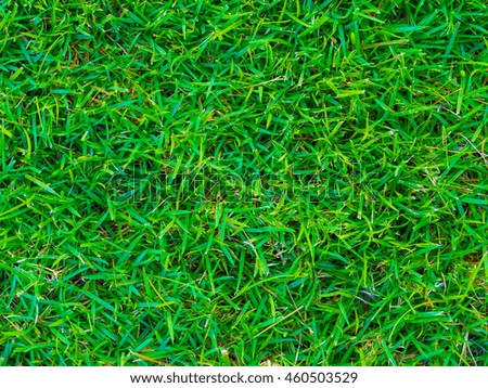 Green grass texture background take from above, Nature