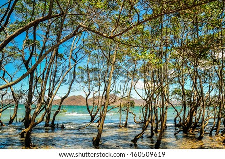 Water through the trees in a mangrove  Royalty-Free Stock Photo #460509619