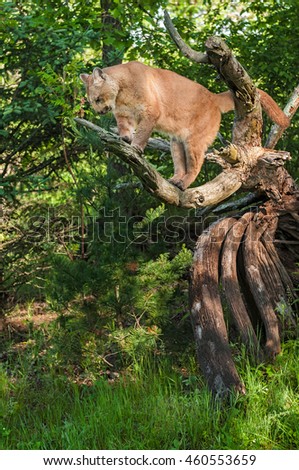Adult Female Cougar (Puma concolor) Looks Down  - captive animal
