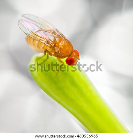 
Extreme Closeup approximate 1.5 mm Drosophila Melanogaster often called fruit flies, pomace flies, vinegar flies or wine flies. Royalty-Free Stock Photo #460556965