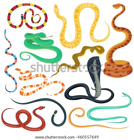 Snake character wildlife nature viper vector illustration. Reptiles crawl poisonous snakes animals wild nature. Danger animals different colors. 
