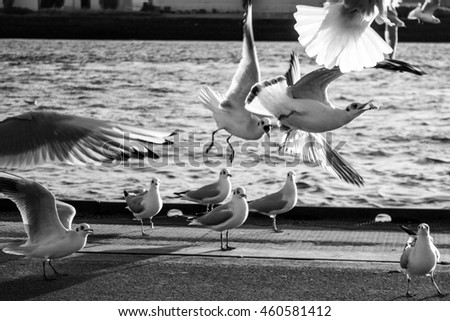 seagulls looking for food inHamburg to port