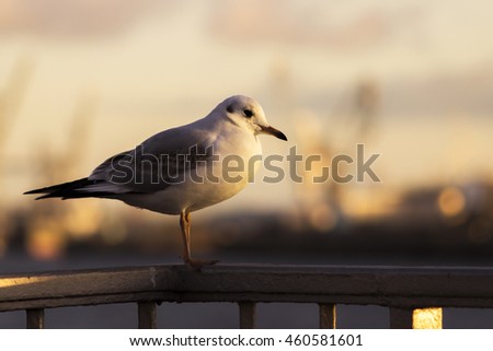 seagulls looking for food inHamburg to port
