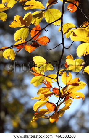 Beautiful colors of Autumn