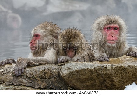 Japanese Snow monkey Macaque in hot spring On-sen Jigokudan Park, Nakano, Japan