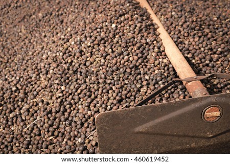 Coffee drying, concept image