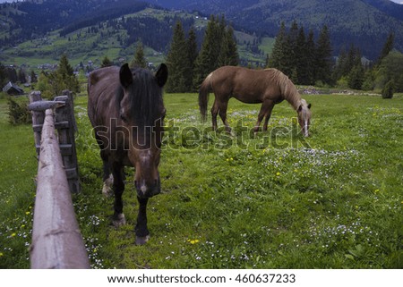 Beautiful mountain horse in the Carpathians on green background.