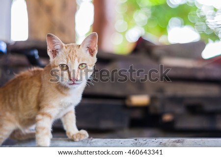 Kitty orange and white cat. baby cat. brown eyes cat.