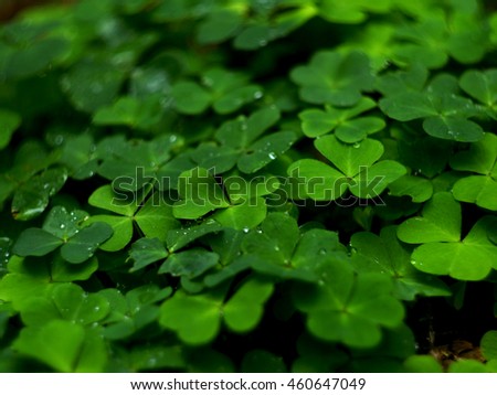 Shamrock.Trifolium repens.Clover in the mountain forest.