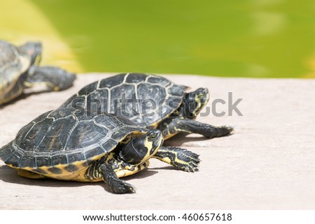 Two small turtles sitting in the sun.