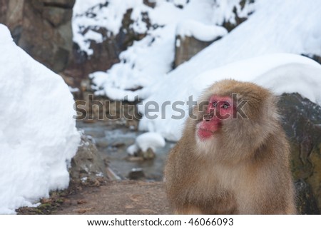 Japanese snow monkey in Jigokudani, Nagano
