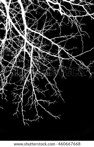 abstract, white tree branches on a black background, picture inversion