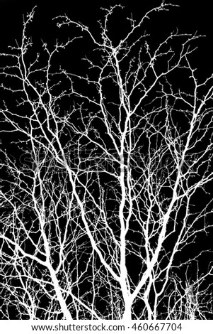 abstract, white tree branches on a black background, picture inversion