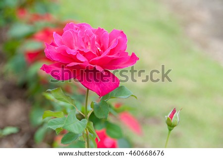 Rose on blurred nature background