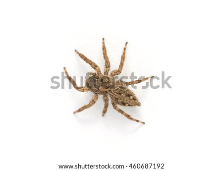 Jumping spider on White background
