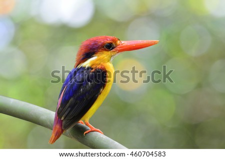 Beautiful bird Black backed Kingfisher perched on branch, Ceyx erithacus