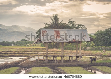 Black dog and shacks in the north of Thailand with the sunset and selective focus, vintage tone 