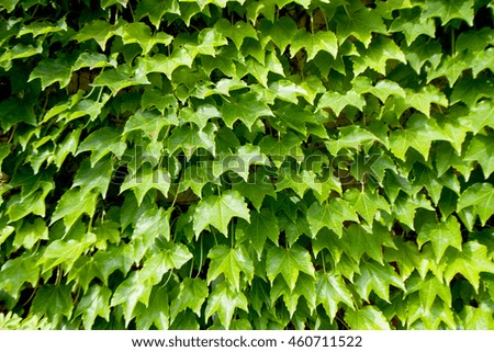 Wall of ivy