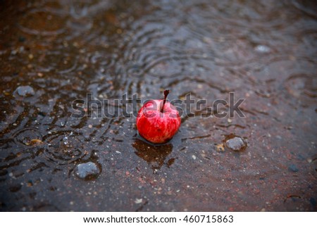 Red apple in the rain