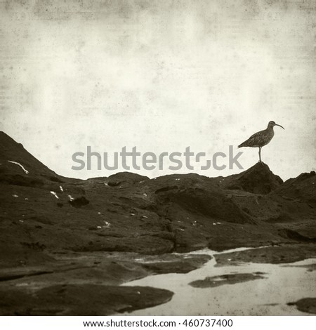 textured old paper background with slender-billed curlew birds
