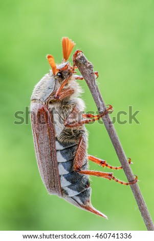 A close up of a May-bug creeping on a branch