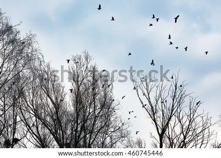 Silhouettes of crows flying among the leafless trees against the gray and blue sky. Selective focus.