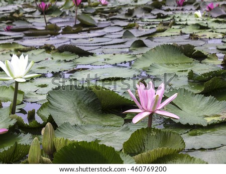 lotus flower background.