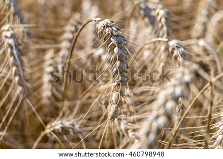 Beautiful dry wheat ear, in warm summer day