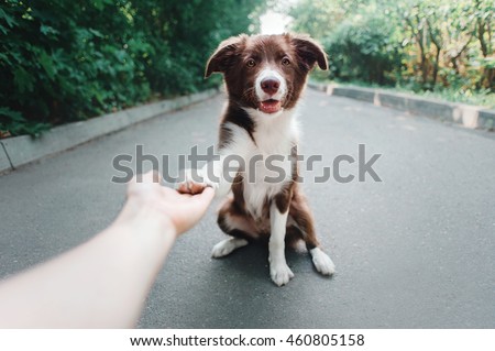 puppy Border Collie gives paw Royalty-Free Stock Photo #460805158